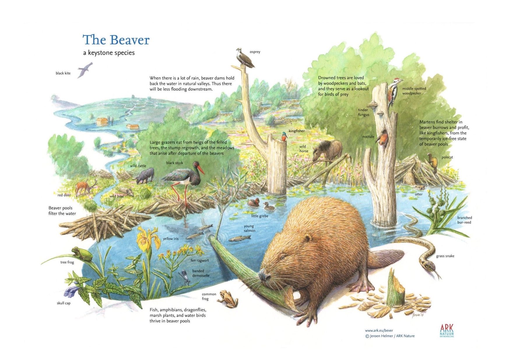 beaver-1